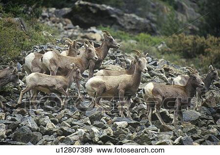 Wild Mountain Goats View Large Photo Image Stock Photo - Wild Mountain Goats. Fotosearch