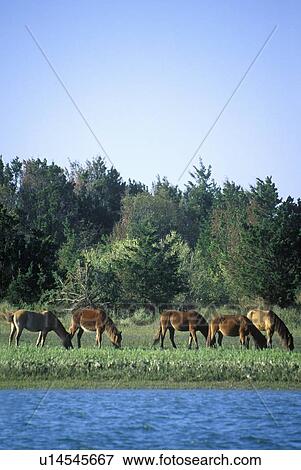 Stock Photo - Wild ponies. Fotosearch