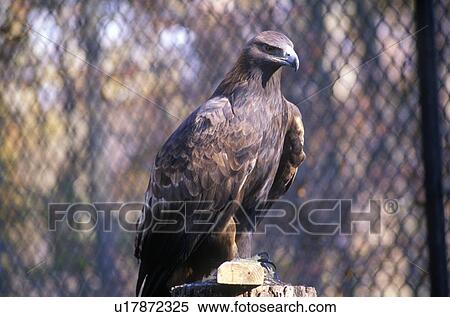 Stock Photography - Young Bald Eagle. Fotosearch