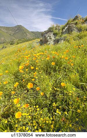 Bright golden poppies and the green spring hills of Figueroa Mountain View Large Photo Image Picture - Bright golden poppies and the green spring hills of Figueroa Mountain . Fotosearch