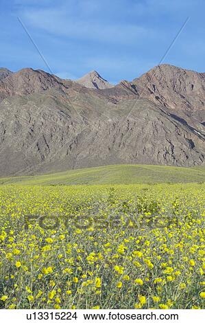 Mountain view and spectacular desert gold and various spring flowers View Large Photo Image Picture - Mountain view and spectacular desert gold and various spring flowers. Fotosearch