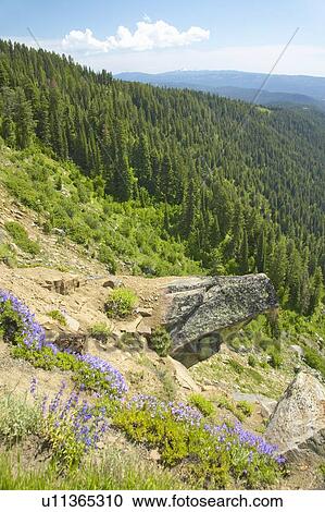 Stock Image - Ponderosa Pines. Fotosearch
