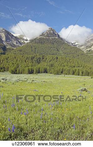 Stock Image - Purple lupine and mountains. Fotosearch