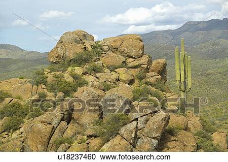 Stock Image - Saguaro cactus and hillside with mountains in background . Fotosearch