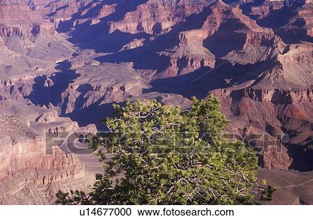 Stock Image - South Rim of the Grand Canyon, Arizona. Fotosearch