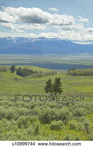 Picture - Spring grasslands and flowers . Fotosearch
