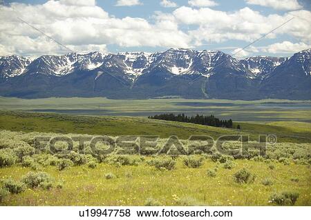 Spring grasslands and flowers View Large Photo Image Stock Photo - Spring grasslands and flowers. Fotosearch
