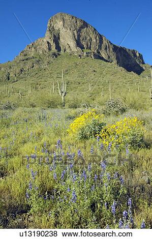 Yellow and purple desert flowers blossoming in spring View Large Photo Image Stock Photo - Yellow and purple desert flowers blossoming in spring. Fotosearch