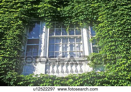 Stock Photo - Detail of Ivy Covered Building. Fotosearch