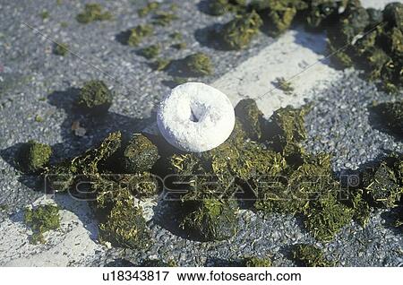 A donut on horse manure View Large Photo Image Stock Photo - A donut on horse manure. Fotosearch