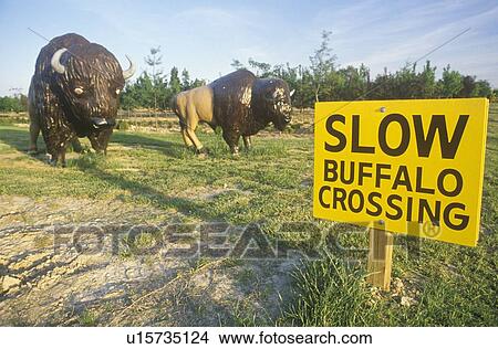 A sign that reads “Slow Buffalo Crossing” View Large Photo Image Picture - A sign that reads “Slow Buffalo Crossing”. Fotosearch
