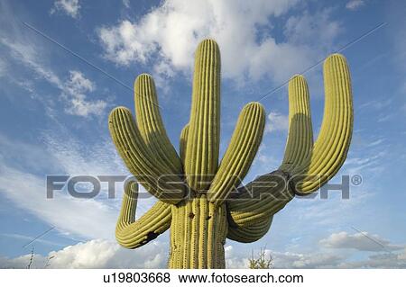 Stock Photo - Large saguaro cactus and white puffy clouds in spring. Fotosearch
