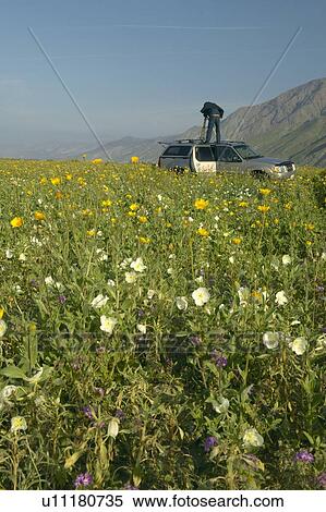 Stock Photography - Photographer setting up camera on car rooftop to photograph spring desert lilies and desert gold. Fotosearch