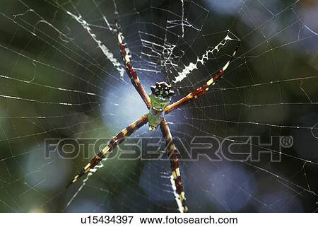 Tropical spider in web View Large Photo Image Stock Photo - Tropical spider in web. Fotosearch
