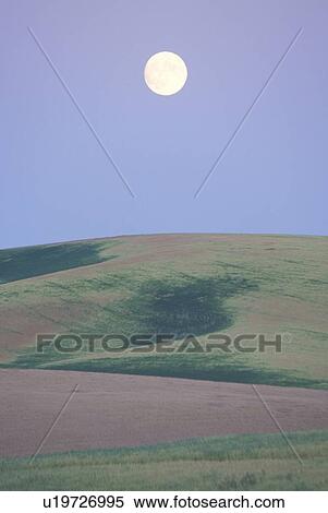 A full moon rising over pea fields at dusk View Large Photo Image Stock Photography - A full moon rising over pea fields at dusk. Fotosearch