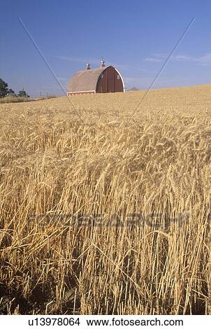 Picture - A wheat field and barn . Fotosearch