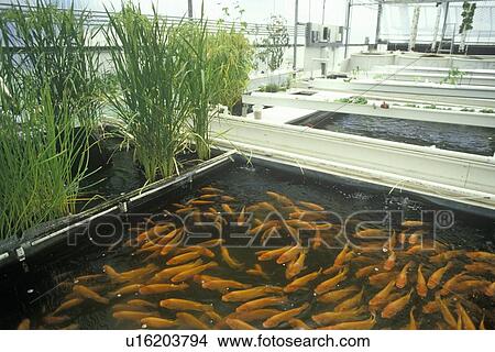 Aquaculture fish farming View Large Photo Image Picture - Aquaculture fish farming. Fotosearch
