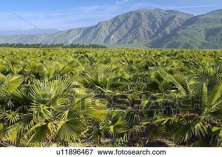 Stock Photo - Baby palm trees growing in palm tree farm. Fotosearch