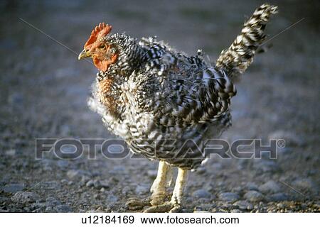 Stock Photo - Banty rooster. Fotosearch