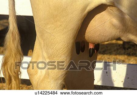 Close-up of udder on milk cow View Large Photo Image Picture - Close-up of udder on milk cow. Fotosearch