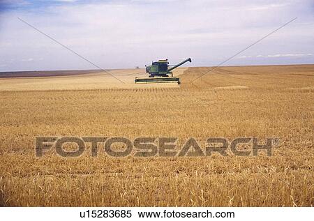 Stock Photography - Combine in field. Fotosearch