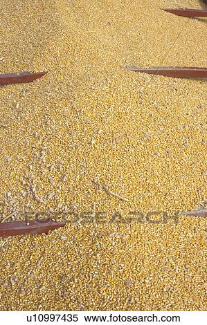 Corn and rock on eastern shore View Large Photo Image Stock Photography - Corn and rock on eastern shore. Fotosearch