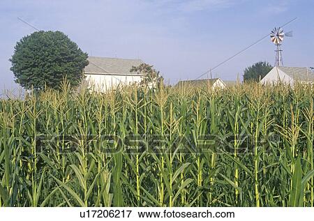 Stock Photo - Corn field. Fotosearch