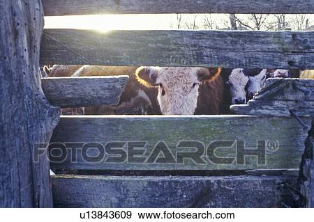 Stock Photo - Cow gazing through wooden slats, cattle farm. Fotosearch