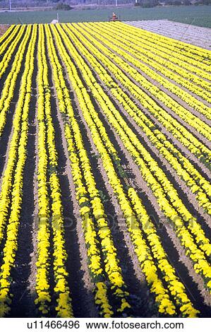 Flower farm, USA View Large Photo Image Stock Photograph - Flower farm, USA. Fotosearch
