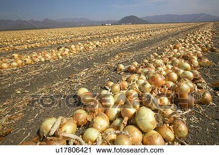 Giant onion field View Large Photo Image Stock Image - Giant onion field. Fotosearch