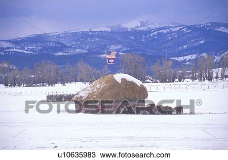 Hay, cows and an American flag View Large Photo Image Stock Image - Hay, cows and an American flag . Fotosearch