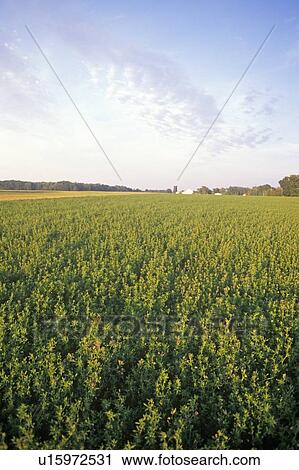 Stock Image - Hay field in summer. Fotosearch