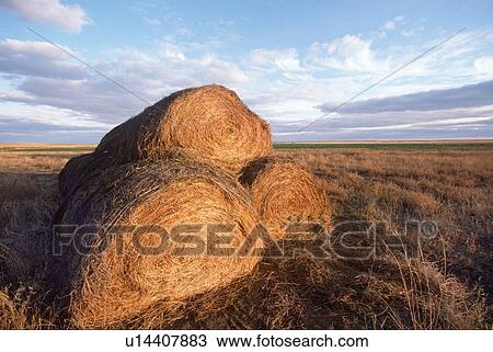 Stock Image - Haystacks in Midwestern field . Fotosearch