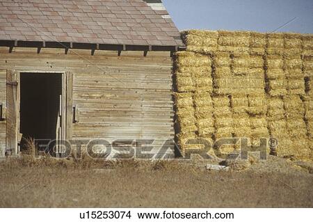 Picture - Haystacks next to an old barn . Fotosearch