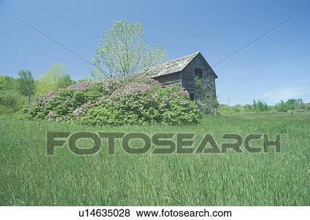 Stock Photo - Long, green grass with flowers next to a barn during springtime . Fotosearch