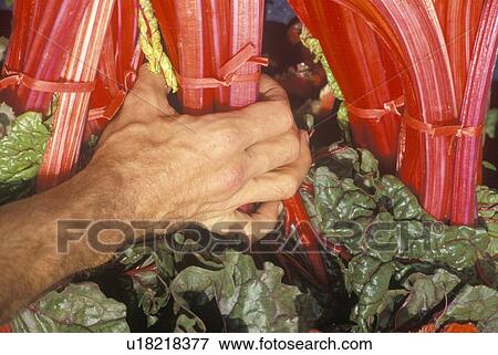 Stock Photo - Man selecting chard at farmers market . Fotosearch