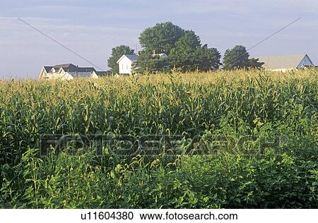 Mature Corn crops on farm View Large Photo Image Stock Image - Mature Corn crops on farm. Fotosearch