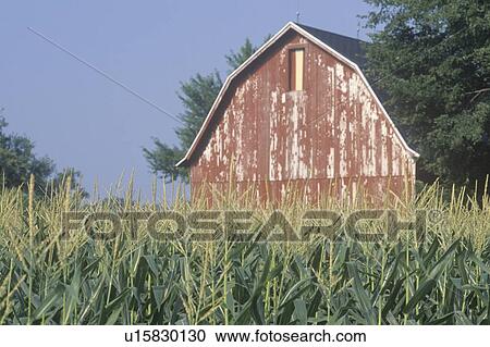 Midwestern farm with barn and corn field View Large Photo Image Stock Image - Midwestern farm with barn and corn field . Fotosearch