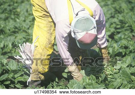 Migrant farmer worker picking tobacco View Large Photo Image Picture - Migrant farmer worker picking tobacco. Fotosearch
