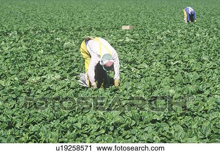 Migrant workers harvest crops View Large Photo Image Stock Image - Migrant workers harvest crops . Fotosearch