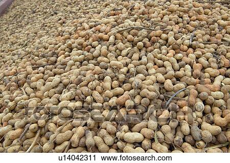 Stock Image - Mound of peanuts at peanut facility. Fotosearch