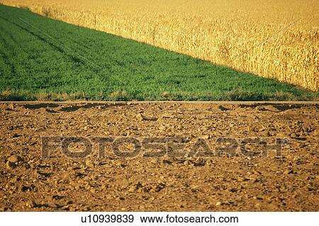 Stock Photo - Newly plowed field with green field and dried corn field. Fotosearch