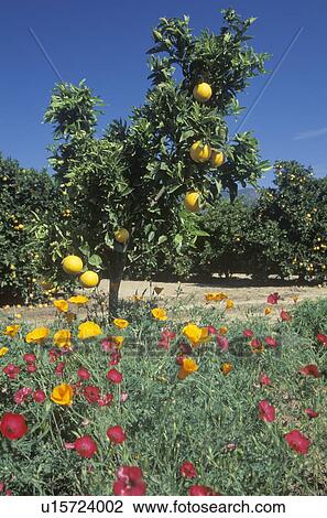 Oranges and spring flowers View Large Photo Image Stock Image - Oranges and spring flowers. Fotosearch