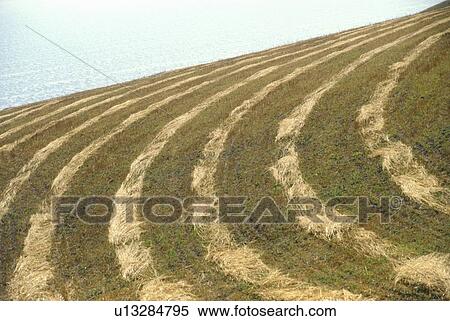 Patterns in mowed grain field View Large Photo Image Stock Photography - Patterns in mowed grain field. Fotosearch