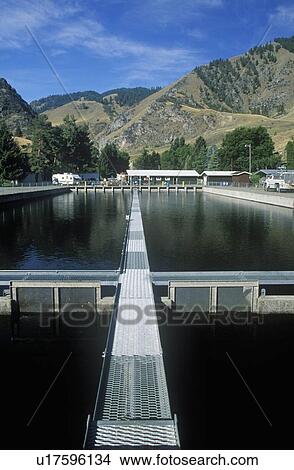 Rapid River Ranch Salmon Fish Hatchery View Large Photo Image Picture - Rapid River Ranch Salmon Fish Hatchery . Fotosearch