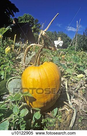 Stock Photography - Ripe pumpkin in field. Fotosearch