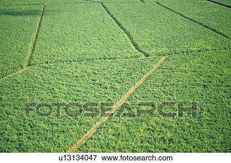 Sugar Fields View Large Photo Image Stock Photo - Sugar Fields. Fotosearch