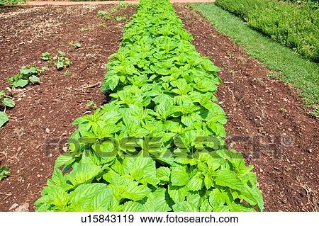 Stock Photo - Vegetable garden, USA. Fotosearch