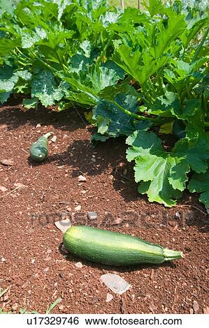 Stock Photograph - Vegetable garden, USA. Fotosearch