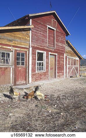 Stock Image - Western barn with roosters. Fotosearch